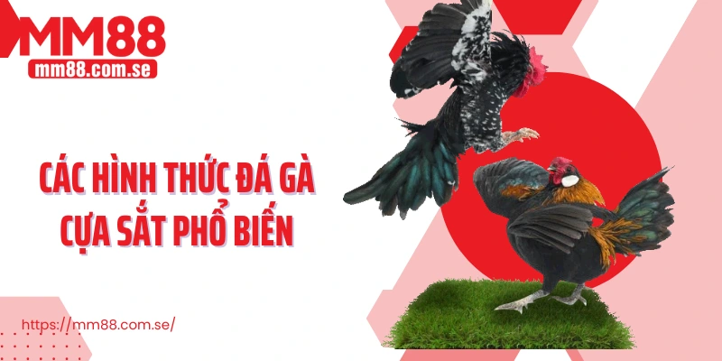 Các hình thức đá gà cựa sắt phổ biến