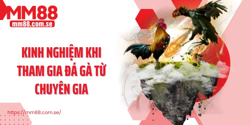 Kinh nghiệm khi tham gia đá gà từ chuyên gia
